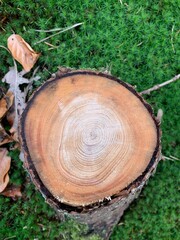 cut tree trunk
