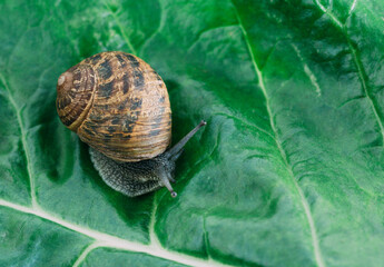 Snail crawling on a green leaf of chard, close-up.