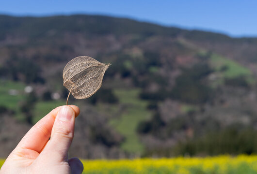 Hand showing a dried Physalis shell with the background out of focus.