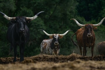 Texas longhorns