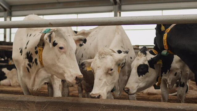 No people shot of black and white milk cows with ear tags standing in cowshed in modern farm eating and chewing fodder