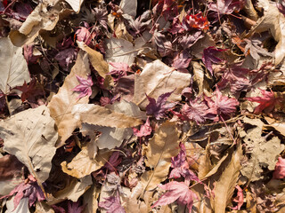 Autumn background with yellow, red and brown fall foliage
