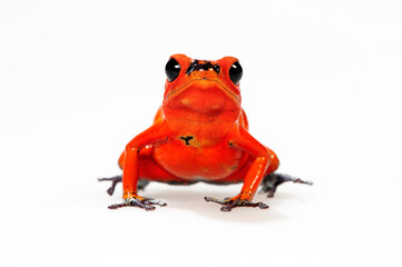 Strawberry poison-dart frog // Erdbeerfröschchen (Oophaga pumilio)