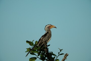 Yellow-billed hornbill perched on a tall tree branch against a backdrop of a blue sky