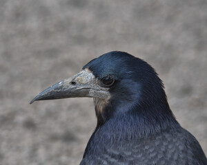 Rook perch on a fence.