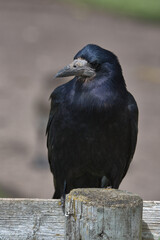 Rook perch on a fence.