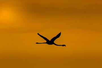 Naklejka premium Flamant rose au couché de soleil