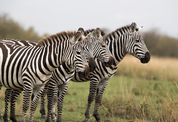 Fototapeta na wymiar Selective focus on zebra at Masai Mara, Kenya