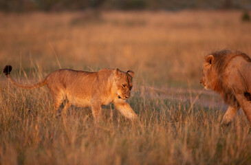 Fototapeta na wymiar Lioness not agreeing for making love in the morning hours at Savanah, Masai Mara, Kenya