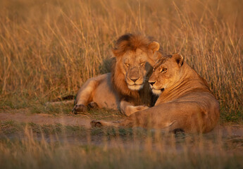 Lion and lioness resting in the morning hours at Masai Mara, Kenya