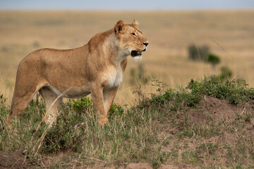 A subadult lioness observing the surrounding near a mound, Masai Mara, Kenya