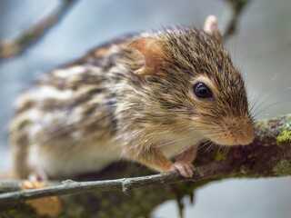 Naklejka na ściany i meble Small Barbary striped grass mouse atop a tree branch