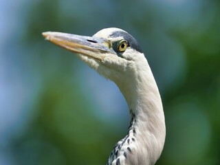 Closeup of a gray heron on a blurry green background
