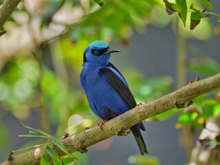 Closeup of a red-legged honeycreeper perched on a tree branch