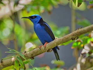 Close-up of a vibrant red-legged honeycreeper standing on a tree branch