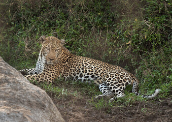 Portrait of a huge male leopard, Masai Mara, Kenya