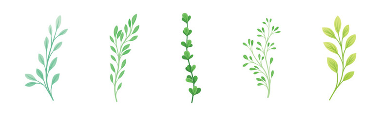 Sprigs and Twiglets with Green Leaves as Botanical Foliage Vector Set