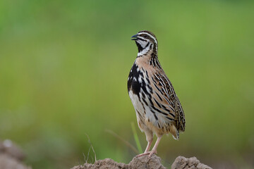 brown bird with black stripes singing beautiful song when expose on dirt pole on rainy day