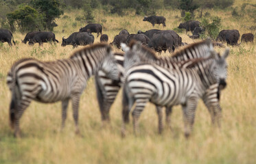Fototapeta na wymiar Selective focus on cape Buffalos and zebras at the foreground, Masai Mara, Kenya