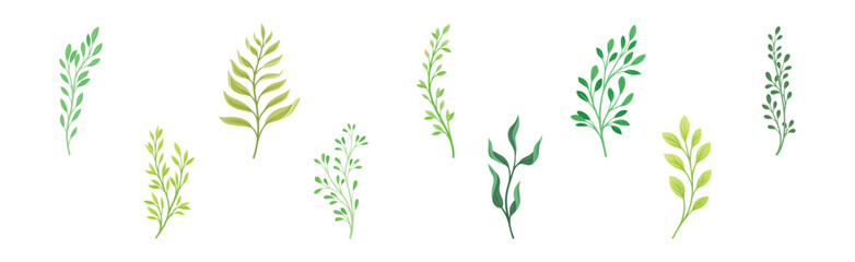 Sprigs and Twiglets with Green Leaves as Botanical Foliage Vector Set