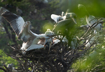 Spot-billed pelicans mating and nesting at Uppalapadu Bird Sanctuary, India