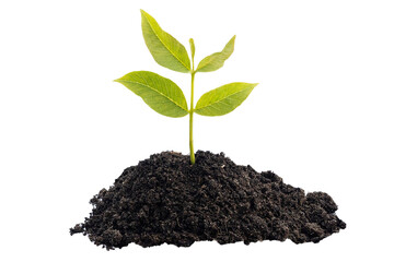 Young plant growing
