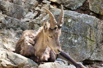 White goat resting on a pile of rocks in a sunny outdoor setting