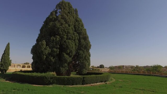4000 Year Old Cypress Tree Abarkooh Iran