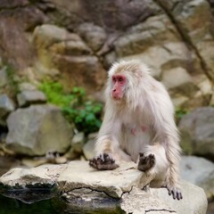 Japanese macaque sitting on the rock