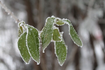 winter leaf in snowflakes, snowflake macro photography