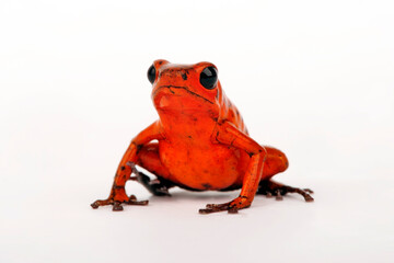 Strawberry poison-dart frog // Erdbeerfröschchen (Oophaga pumilio) - Cristobal