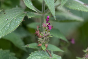 Lila Taubnessel am Anfang ihrer Blüte Nahaufnahme