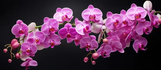 Foto op Canvas The Phalaenopsis orchid, also known as the Beautiful Pink Orchid, is found in gardens © HN Works