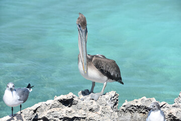 Looking into the Face of a Pelican