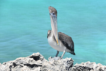Large Pelican Standing on Lava Rock Above the Ocean