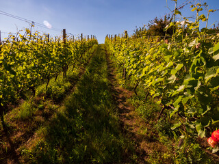 Obraz premium Sandomierz. Poland