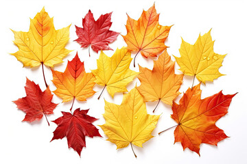 Fototapeta na wymiar Autumn leaves background.with drops of water, isolated white background