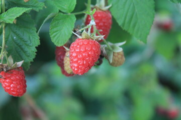 summer berries harvest in autumn, raspberries