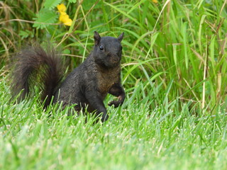 Black squirrel