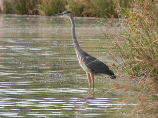 Great blue heron