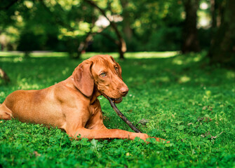 The dog of the Hungarian Vizsla breed is very thin lying on the green grass and gnawing on a stick. Dog in the forest. The photo is blurred.