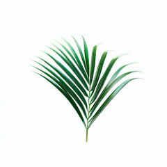 Fototapeta premium a coconut leaf, green, photography, art, 3D, white background, 04