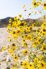 Yellow desert flowers in Palm Springs, California