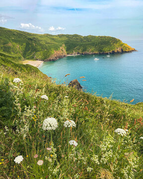 View of Lantic Bay looking through wild coastal flowers, Fowey, Cornwall, United Kingdom.