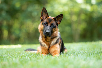 Beautiful black and tan german shepherd outdoor, green blurred background, green spring grass