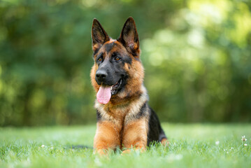 Beautiful black and tan german shepherd outdoor, green blurred background, green spring grass