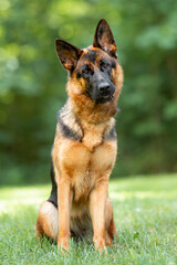 Beautiful black and tan german shepherd outdoor, green blurred background, green spring grass