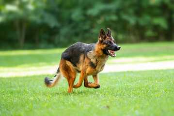 Beautiful black and tan german shepherd outdoor, green blurred background, green spring grass