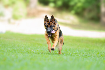 Beautiful black and tan german shepherd outdoor, green blurred background, green spring grass