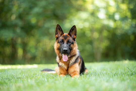 Beautiful black and tan german shepherd outdoor, green blurred background, green spring grass
